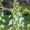 Bulbi Galtonia Candicans
