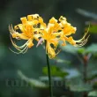 bulbi lycoris aurea galben auriu gradina 110x110