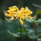Bulbi Lycoris Aurea (Amaryllidacee)