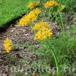 bulbi lycoris aurea galben crin paianjen 110x110