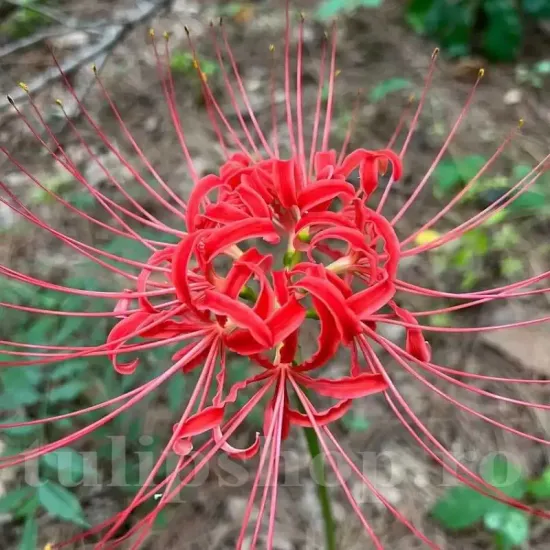 bulbi lycoris radiata rosu crin paianjen