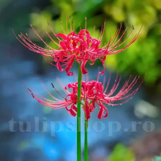 bulbi lycoris radiata rosu intens exotic