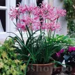 Bulbi Nerine Bowdenii (Amaryllidacee) bulbi nerine bowdenii gradina rezistenta ger 110x110