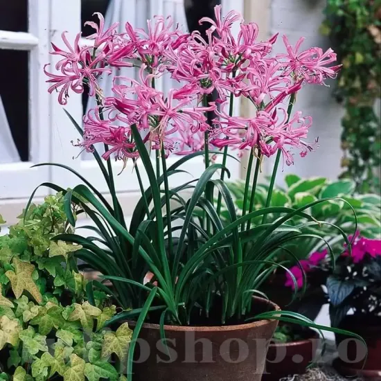 bulbi nerine bowdenii gradina rezistenta ger