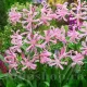 bulbi nerine bowdenii roz crin de toamna