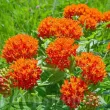 Bulbi Asclepias Tuberosa (Iarba Fluturilor) bulbi primavara asclepias tuberosa portocalie 110x110