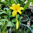 bulbi primavara chlidanthus fragrans gradina 110x110