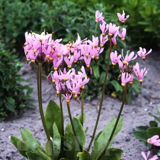 bulbi primavara dodecatheon queen victoria umbra