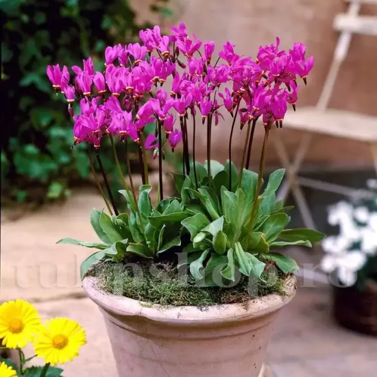 bulbi primavara dodecatheon red wings umbra