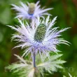 bulbi primavara eryngium alpinum rezistent seceta 110x110