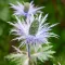 Bulbi Eryngium Alpinum