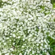 Bulbi Gypsophila Alba bulbi primavara gypsophila alba gradina soare 110x110