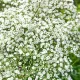 bulbi primavara gypsophila alba gradina soare