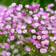 bulbi primavara gypsophila rosea pitica gradina 110x110