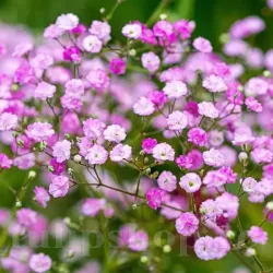 Bulbi Gypsophila Rosea