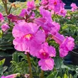 Bulbi Incarvillea Rosea bulbi primavara incarvillea rosea flori mari 110x110