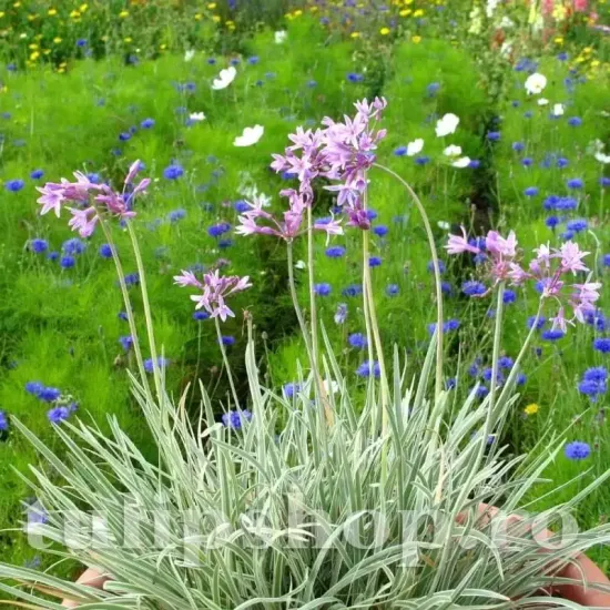 bulbi primavara tulbaghia silver lace mov