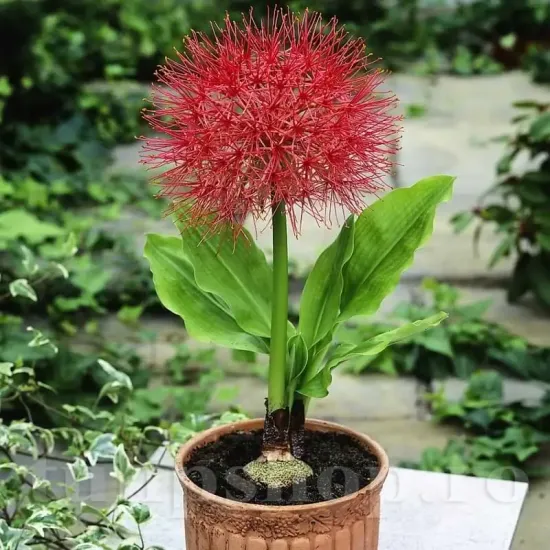 bulbi scadoxus multiflorum floare