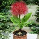 bulbi scadoxus multiflorum floare