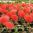 bulbi scadoxus multiflorum pachet 110x110