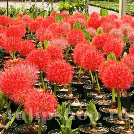 bulbi scadoxus multiflorum pachet