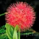 bulbi scadoxus multiflorum plantare