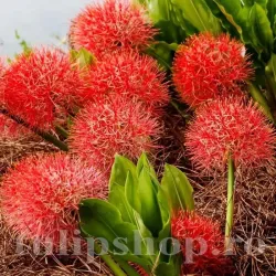 Bulbi Scadoxus Multiflorum (Amaryllidacee) Bulbi Scadoxus Multiflorum (Amaryllidacee)
