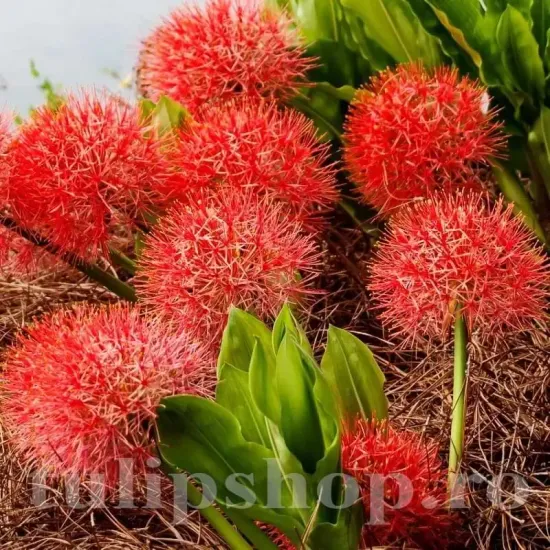 bulbi scadoxus multiflorum tulipshop