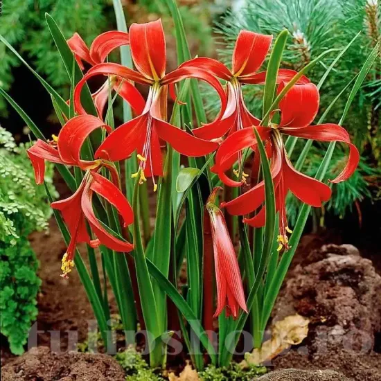 bulbi sprekelia floare