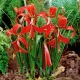 bulbi sprekelia floare