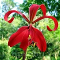 Bulbi Sprekelia (Amaryllidacee)