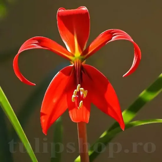 bulbi sprekelia tulipshop