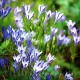 Bulbi Triteleia Queen Fabiola (Brodiaea) bulbi triteleia queen fabiola albastru primavara