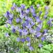 Bulbi Triteleia Queen Fabiola (Brodiaea) bulbi triteleia queen fabiola brodiaea albastru inchis 110x110