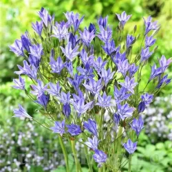 Bulbi Triteleia Queen Fabiola (Brodiaea) Bulbi Triteleia Queen Fabiola (Brodiaea)