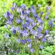 Bulbi Triteleia Queen Fabiola (Brodiaea) bulbi triteleia queen fabiola brodiaea albastru inchis