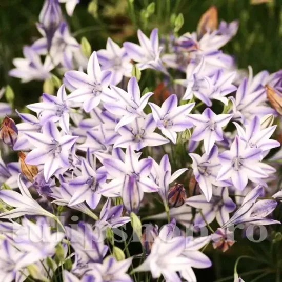 bulbi triteleia rudy brodiaea albastru violet