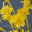 chlidanthus fragrans crin de aur primavara 110x110