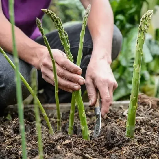 coroane sparanghel gijnlim pret online