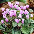 cyclamen hederifolium bulbi gradina umbra 110x110