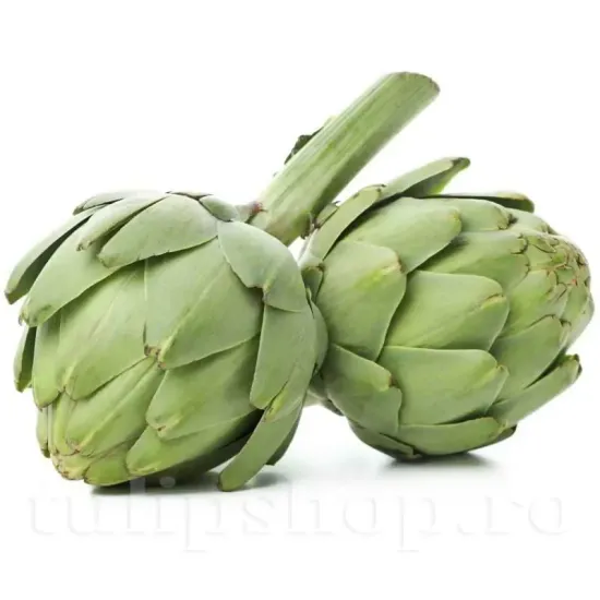 cynara cardunculus anghinare rizomi gradina