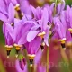 dodecatheon meadia queen victoria steaua cazatoare