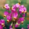 Bulbi Dodecatheon Red Wing