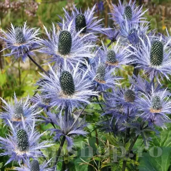 eryngium alpinum scai albastru perena gradina