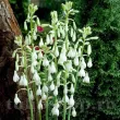 galtonia candicans bulbi primavara flori parfumate 110x110