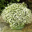 Bulbi Gypsophila Alba gypsophila alba planta perena flori taiate 110x110