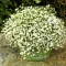 Bulbi Gypsophila Alba