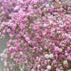 gypsophila rosea planta perena acoperitoare sol