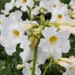 Bulbi Incarvillea Alba incarvillea delavayi alba snowtop planta perena 110x110