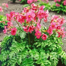 Bulbi Incarvillea Rosea